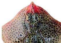 Raja polystigma_06.jpg